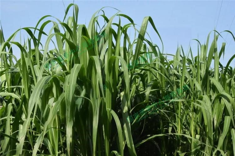 以草代木、天然抗菌、可自然降解，新鄉(xiāng)化纖開創(chuàng)新的“傳奇”——菌草纖維 